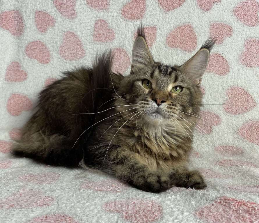 Кошки в Дмитрове: Черная тикированная девочка мейн кун Pandora Девочка, Бесплатно - фото 6