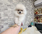 Собаки в Москве: Мини девочка померанского шпица айс крем оптически белая Девочка, Бесплатно - фото 3