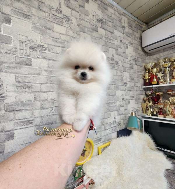 Собаки в Москве: Мини девочка померанского шпица айс крем оптически белая Девочка, Бесплатно - фото 3