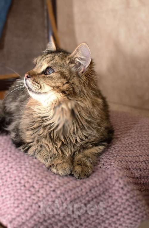 Кошки в Москве: Пушистый особенный котик Боба 1 год Мальчик, Бесплатно - фото 4