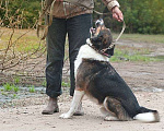 Собаки в Москве: Общительный пес Франтик в добрые руки Мальчик, Бесплатно - фото 5
