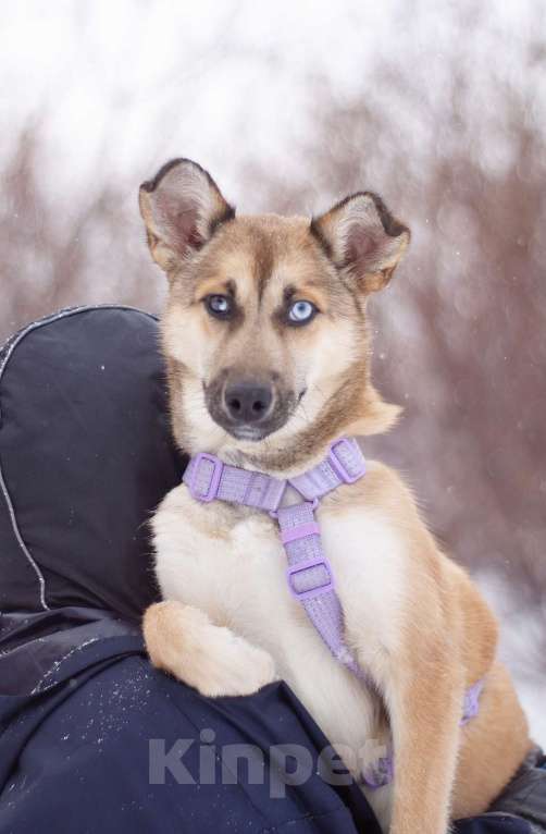 Собаки в Москве: Общительная весёлая Вьюга в поисках дома Девочка, Бесплатно - фото 2