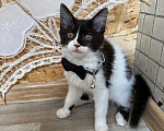 Кошки в Санкт-Петербурге: Котенок Дионис Мальчик, Бесплатно - фото 5
