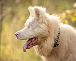 Собаки в Москве: Особенный Белоснежный Медведь Сачико породы Американская Акита в дар Мальчик, Бесплатно - фото 2