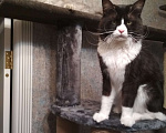 Кошки в Лобне: Кот Мейн Кун на вязку Мальчик, 2 000 руб. - фото 6