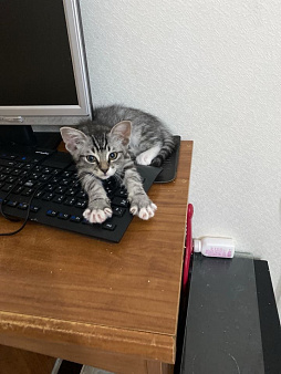 Котятки в добрые руки!!!