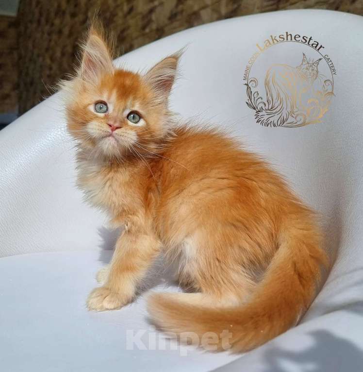 Кошки в Москве: Котенок мейн кун из питомника  Мальчик, 80 000 руб. - фото 1
