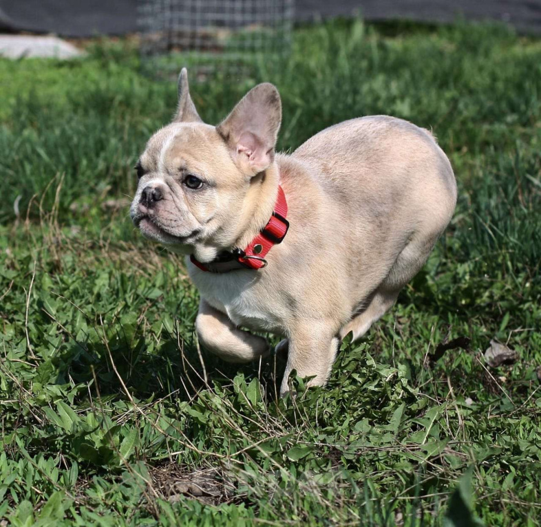 Собаки в Тольятти: Французский бульдог мини Мальчик, 80 000 руб. - фото 5