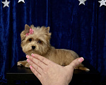 Собаки в Москве: Голубоглазый йорк мини девочка рыжая Девочка, 90 000 руб. - фото 8