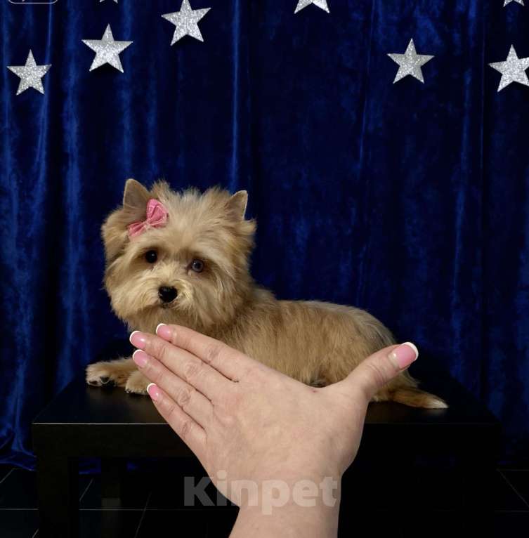 Собаки в Москве: Голубоглазый йорк мини девочка рыжая Девочка, 90 000 руб. - фото 8