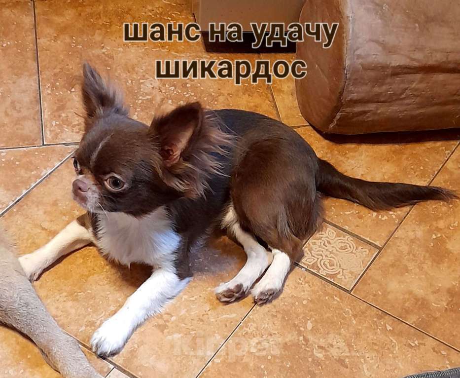 Собаки в Москве: Шоколадный длинник!Вязка. Мальчик, 5 000 руб. - фото 3