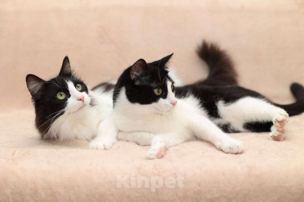 Кошки в Москве: Рэй и Марсель ищут дом Девочка, Бесплатно - фото 3