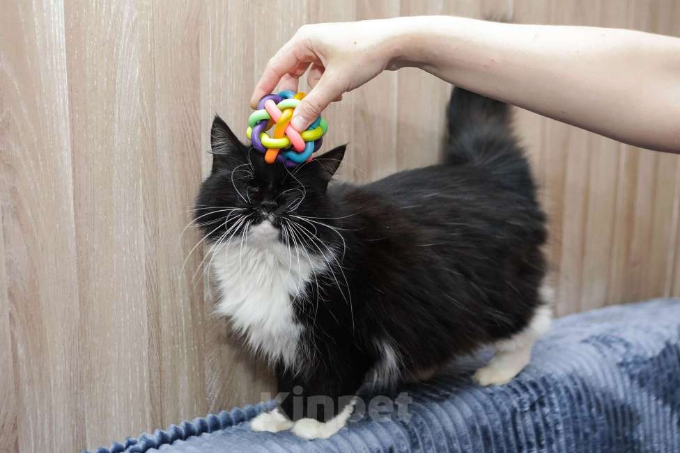 Кошки в Санкт-Петербурге: Шикарная Зося в добрые ручки Девочка, Бесплатно - фото 3