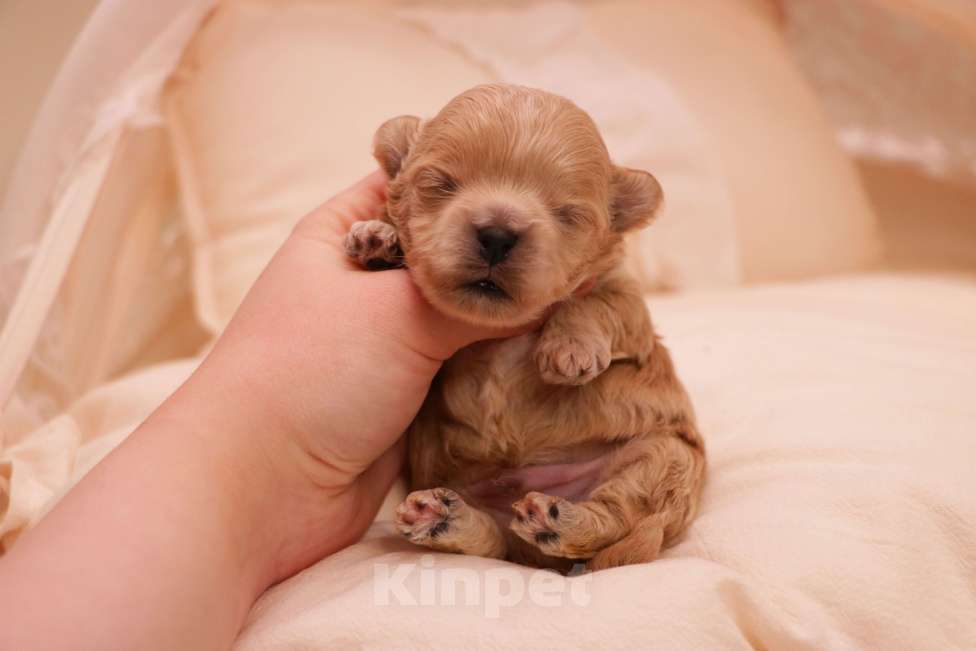 Собаки в Москве: Мальтипу мальчик микро Мальчик, 135 000 руб. - фото 5