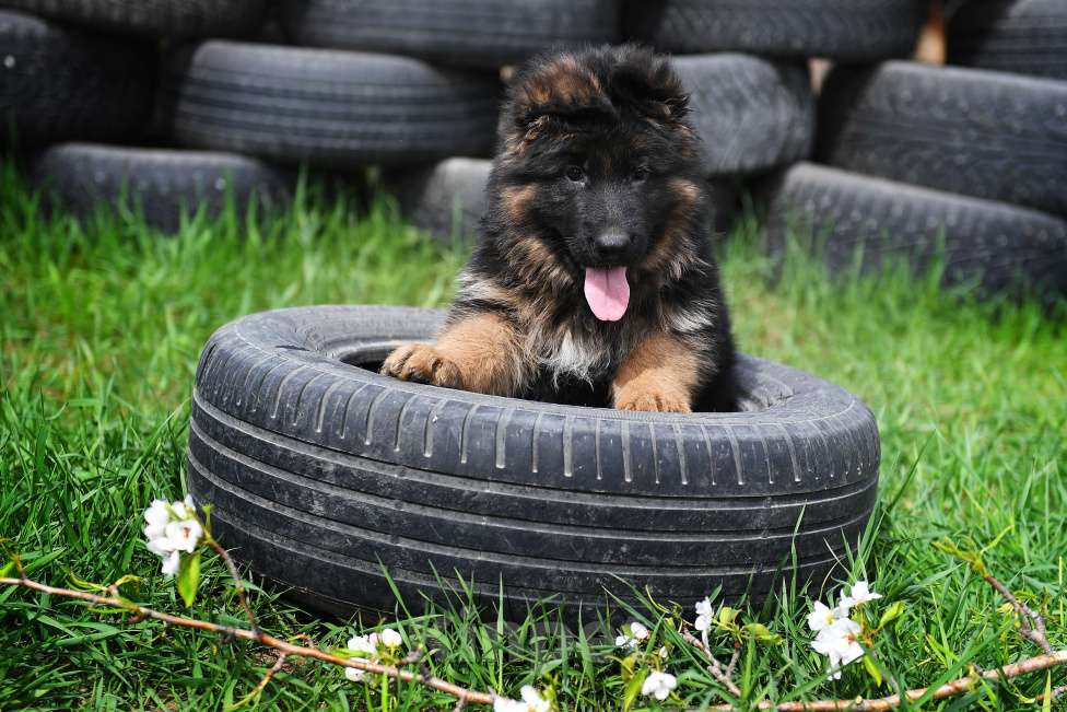 Собаки в Челябинске: Внуки двух Чемпионов Мира Девочка, 100 000 руб. - фото 2
