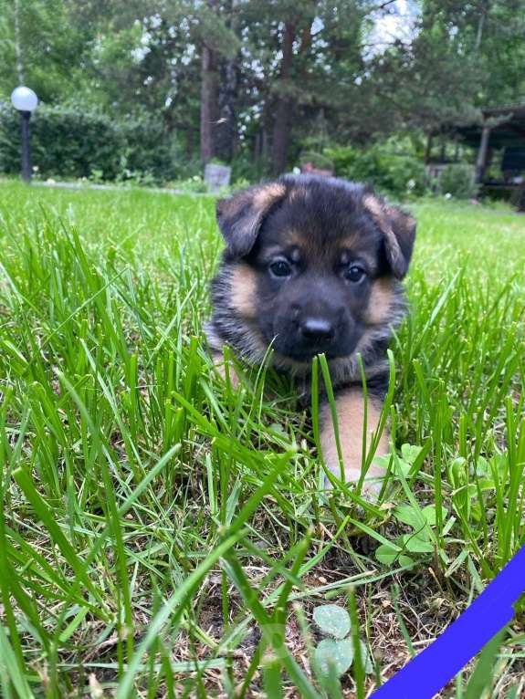 Собаки в других городах Свердловской области: Продам щенка немецкой овчарки Мальчик, 15 000 руб. - фото 3