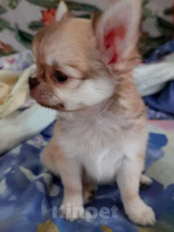 Собаки в Люберцах: красивый рыжий мальчик чихуахуа Девочка, 20 000 руб. - фото 3