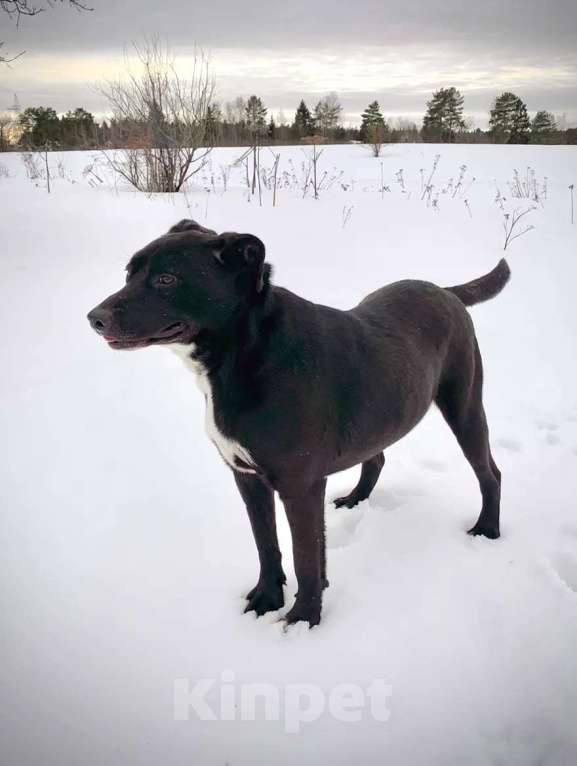 Собаки в других городах Московской области: Активная девочка Тесси ищет дом Девочка, Бесплатно - фото 7