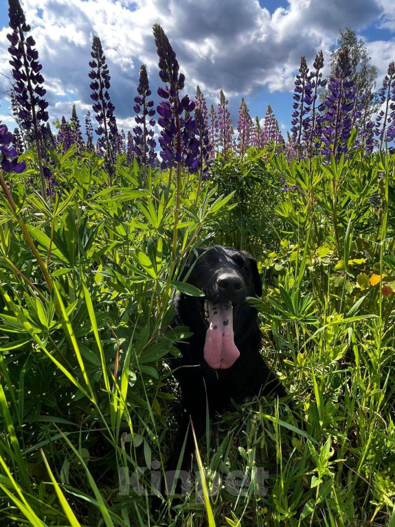 Собаки в Волоколамске: Собака в добрые руки Мальчик, Бесплатно - фото 2