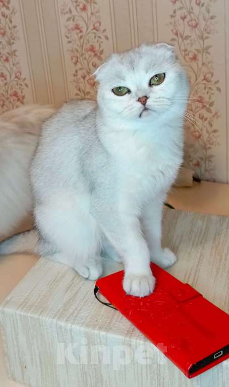 Кошки в Санкт-Петербурге: Вислоухая большеглазая серебряная кошечка Роза  Девочка, 25 000 руб. - фото 3