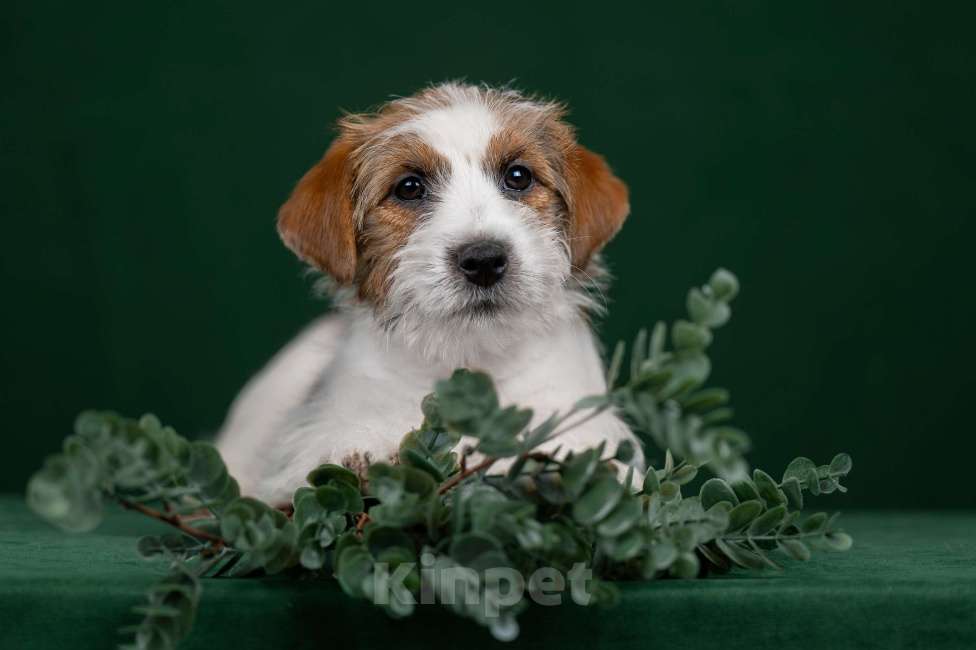 Собаки в Перми: Щенки Джек Рассел терьера Мальчик, 45 000 руб. - фото 5