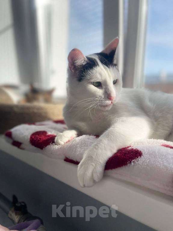 Кошки в Москве: кот Саввушка ищет дом Мальчик, Бесплатно - фото 7