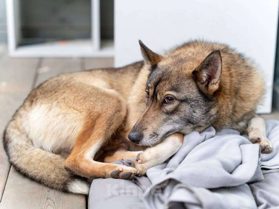 Собаки в Москве: Мудрая малышка Батоша ищет дом. Девочка, Бесплатно - фото 2