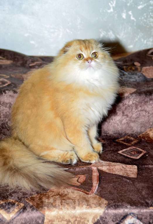 Кошки в Москве: Девочка хайленд фолд Девочка, 35 000 руб. - фото 6