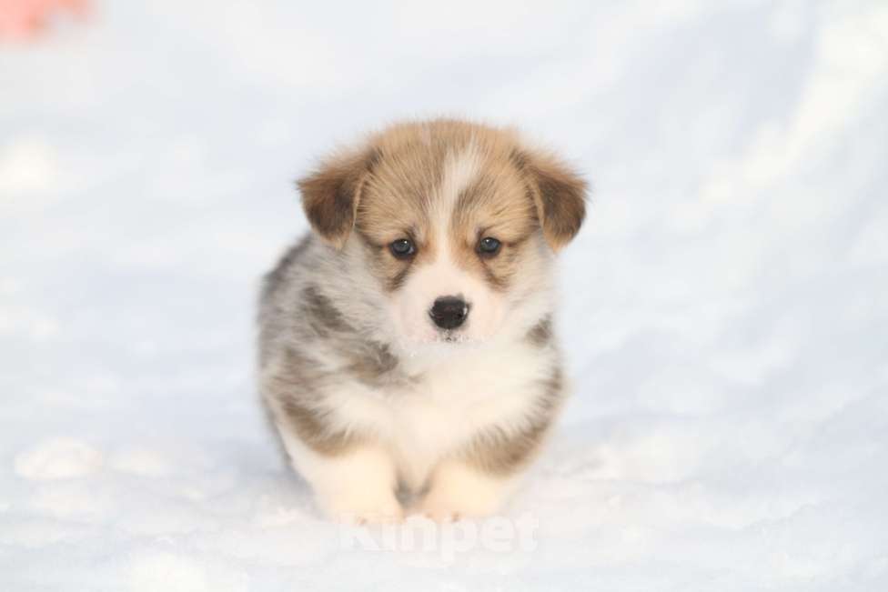 Собаки в Москве: Вельш корги пемброк Мальчик, 60 000 руб. - фото 6