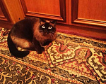 Кошки в Москве: Сиамская кошка королева Елизавета в добрые руки! Девочка, 1 руб. - фото 3