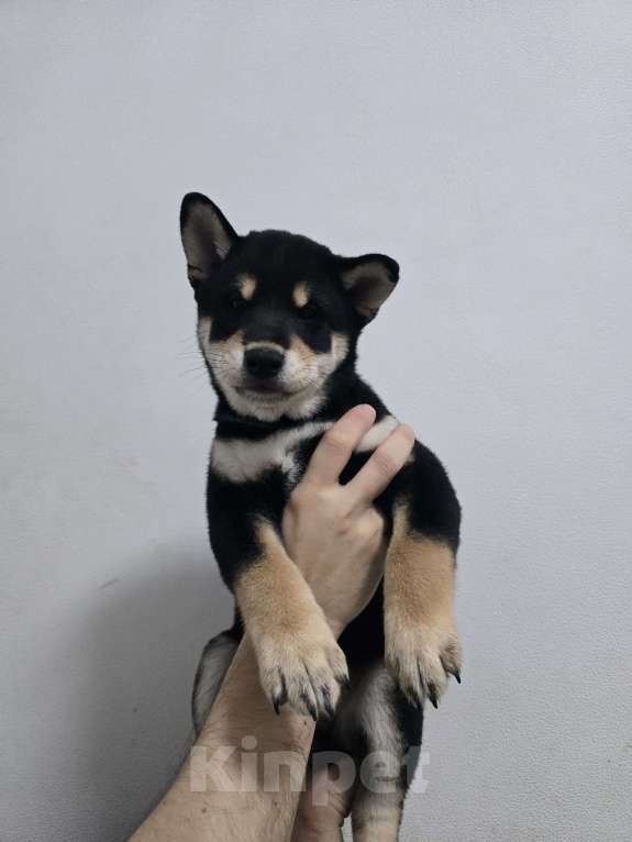 Собаки в других городах Московской области: Сиба ину в продаже Мальчик, 80 000 руб. - фото 3