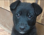 Собаки в Саке: Пропал черный щенок  Мальчик, 5 000 руб. - фото 1