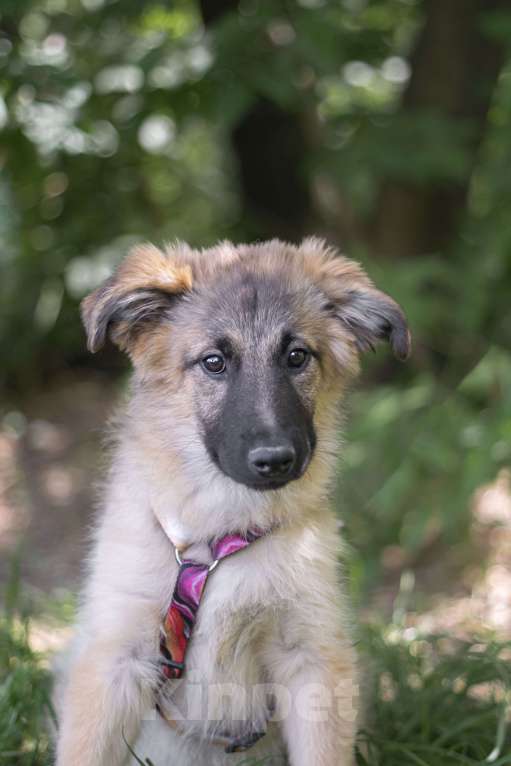 Собаки в Москве: красивый щенок в добрые руки Мальчик, Бесплатно - фото 2