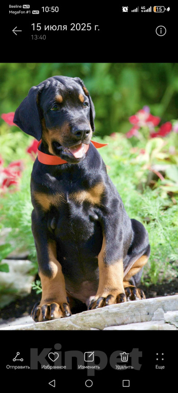 Собаки в Кемерово: Щенки Девочка, 50 000 руб. - фото 3
