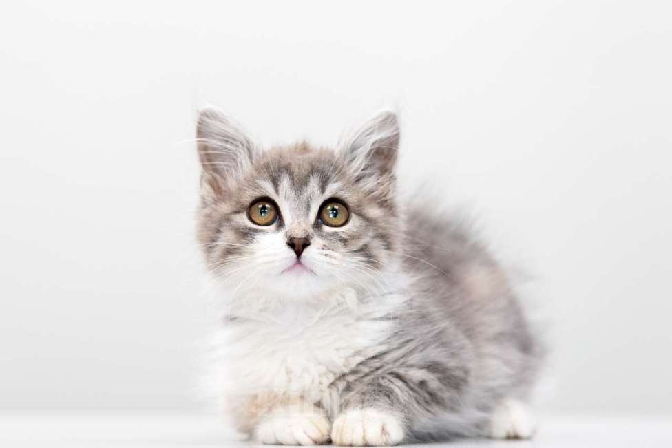 Кошки в Москве: Императрица Девочка, Бесплатно - фото 3