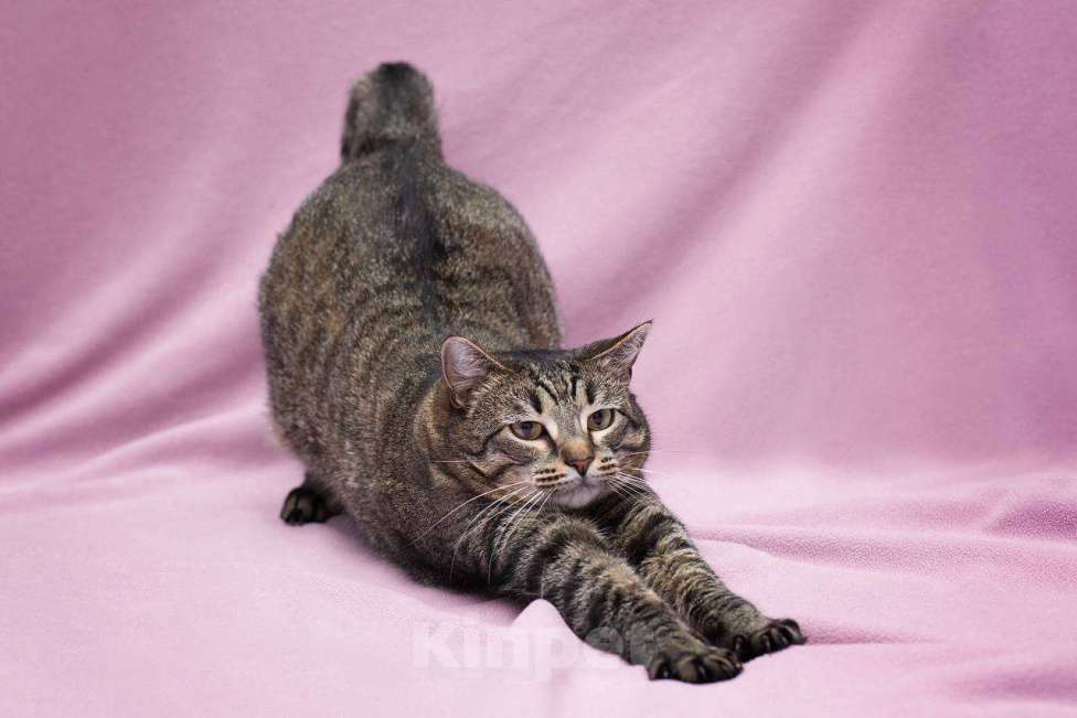 Кошки в Москве: Идеальная со всех сторон Девочка, Бесплатно - фото 3