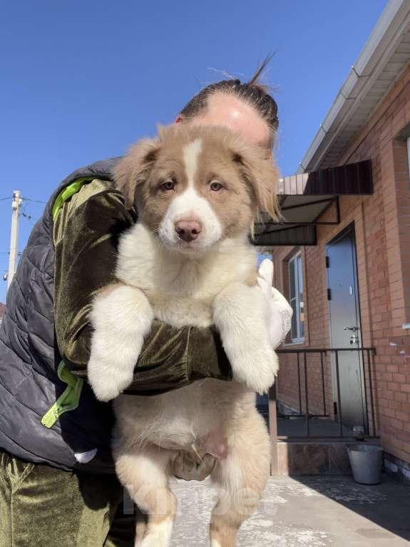 Собаки в Ростове-на-Дону: Щенки Мальчик, 60 000 руб. - фото 1