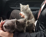 Кошки в Строителе: Котята в добрые руки Мальчик, Бесплатно - фото 1