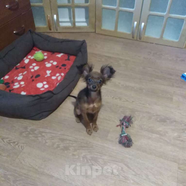 Собаки в Кыштыме: Русский той длинношёрстный щенок Мальчик, 25 000 руб. - фото 2