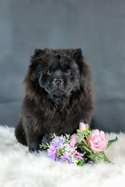 Собаки в Москве: Неповторимая девочка породы мини чау-чау! Девочка, 380 000 руб. - фото 5