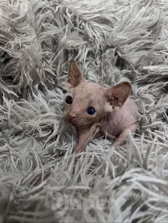 Кошки в Смоленске: Канадский сфинкс Мальчик, 10 000 руб. - фото 5