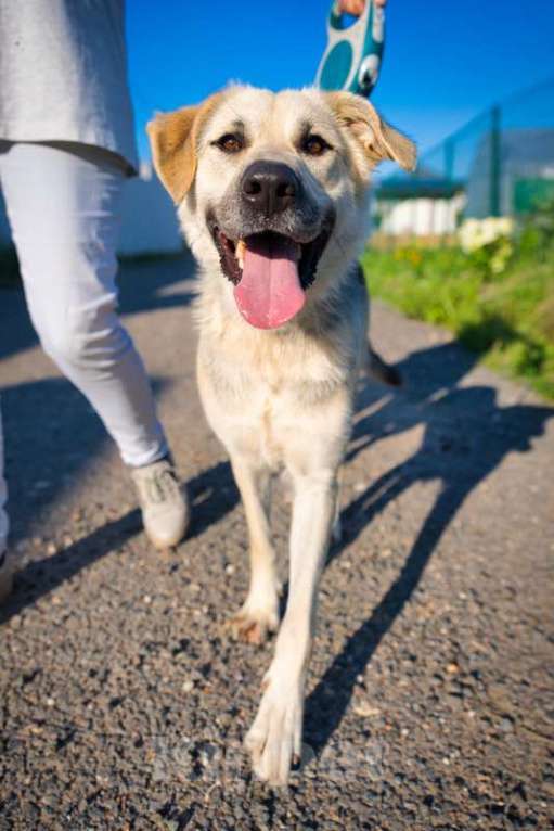 Собаки в Москве: Общительная и добродушная собака Моника в дар Девочка, 1 руб. - фото 2