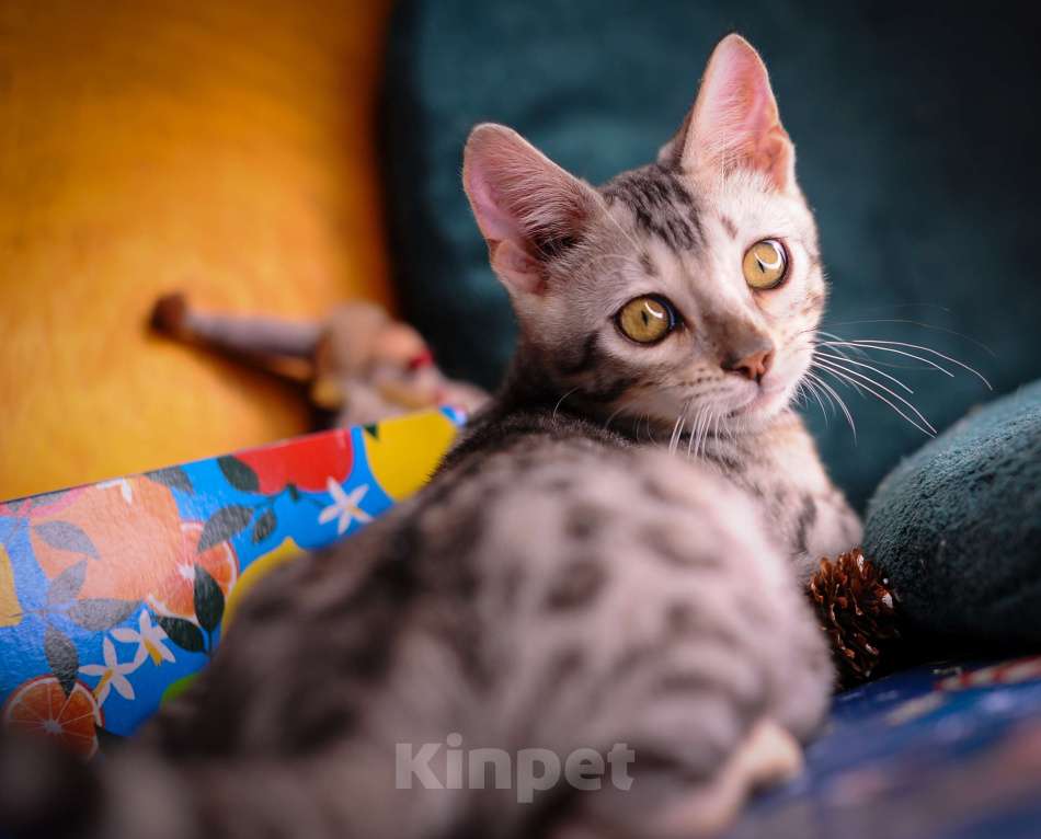 Кошки в Москве: Бенгальский котенок серебро Мальчик, 45 000 руб. - фото 10