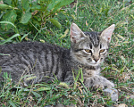 Кошки в Краснодаре: Котята в добрые руки Разнополые, Бесплатно - фото 3