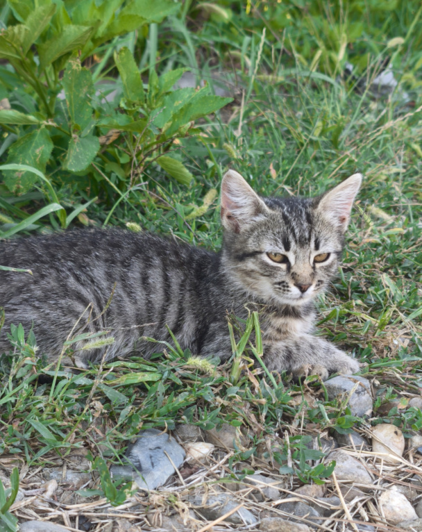 Кошки в Краснодаре: Котята в добрые руки Разнополые, Бесплатно - фото 3