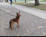 Собаки в Ижевске: Вязка длинношерстный той-терьер, 5 000 руб. - фото 10