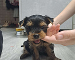 Собаки в Москве: Щенки йоркширского терьера  Мальчик, 30 000 руб. - фото 6