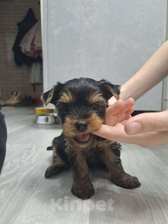 Собаки в Москве: Щенки йоркширского терьера  Мальчик, 30 000 руб. - фото 6