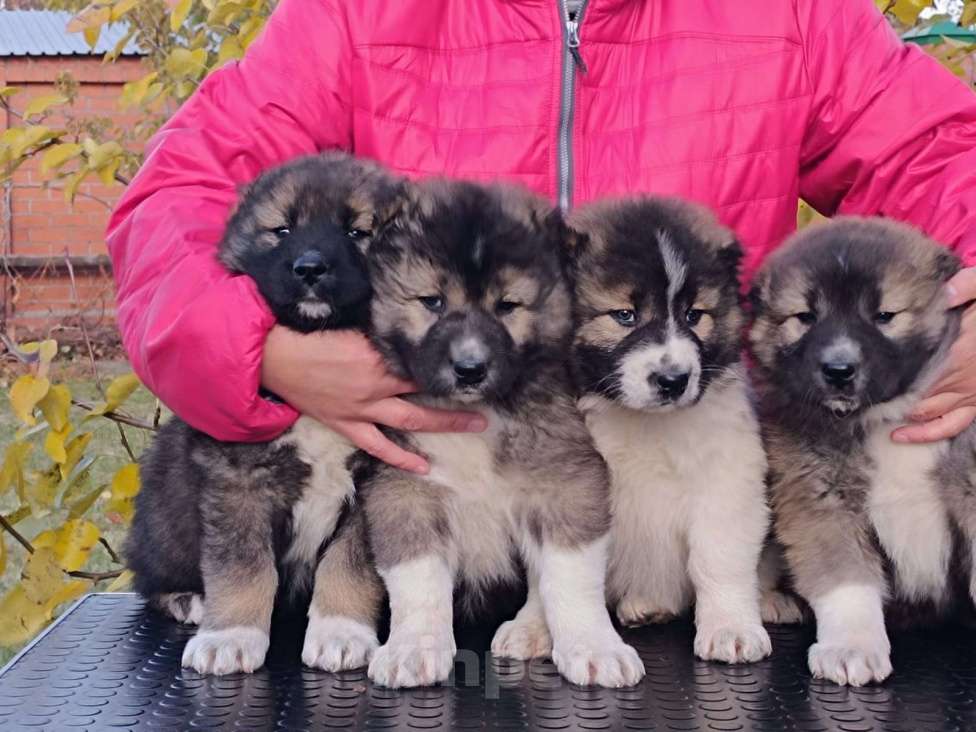 Собаки в Екатеринбурге: Хороший щенок сука Девочка, 40 000 руб. - фото 3