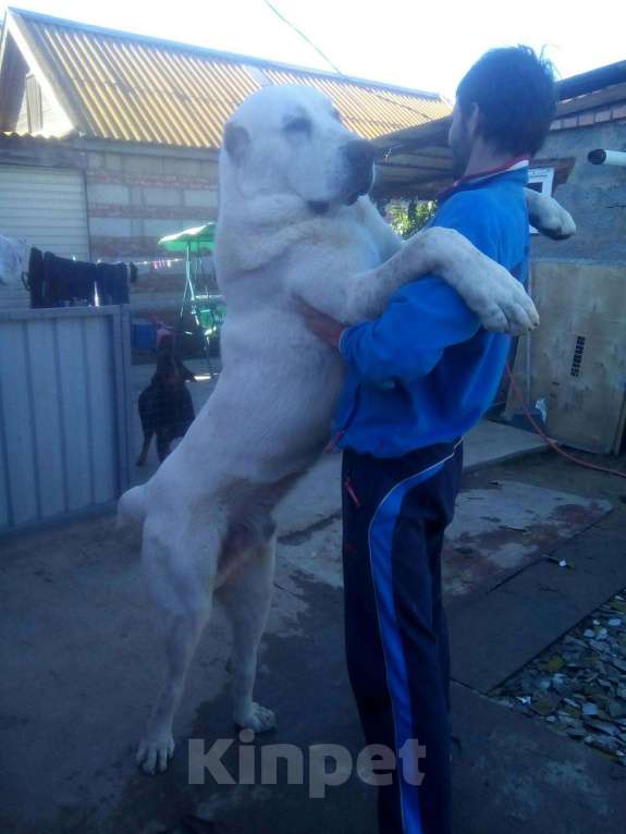 Собаки в Астрахани: Среднеазиатская овчарка, 5 000 руб. - фото 1